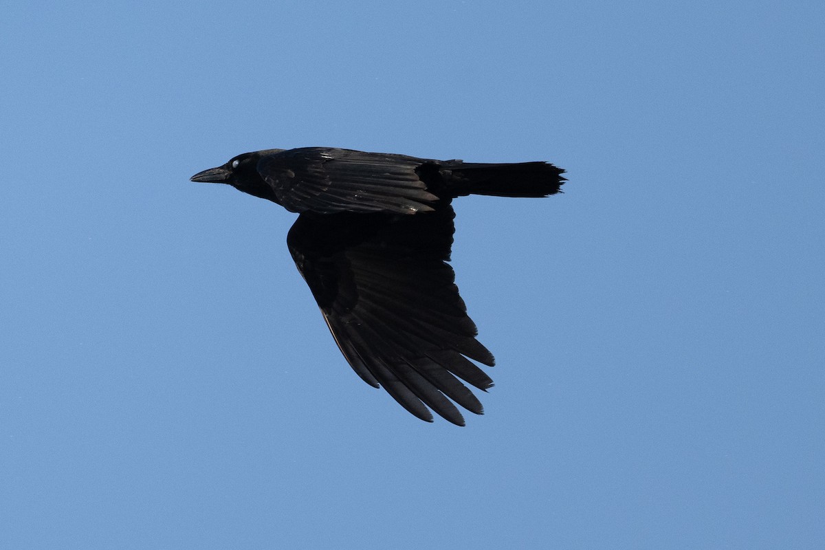 American Crow - ML646543083