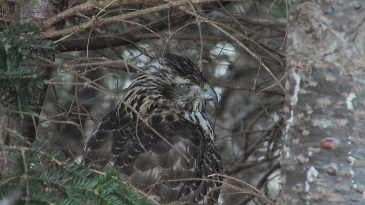 American Goshawk - ML646543084
