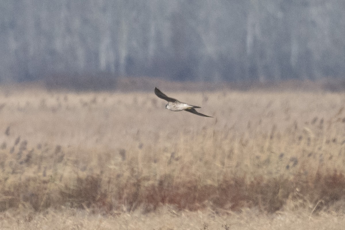 Peregrine Falcon - ML646543087