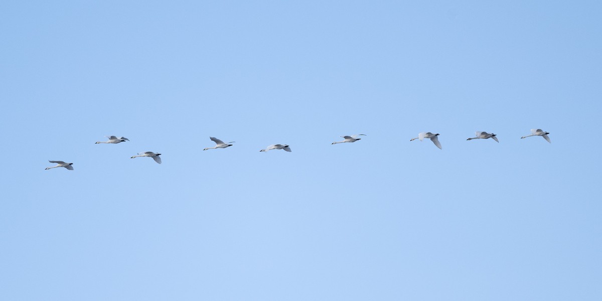 Tundra Swan - ML646543088