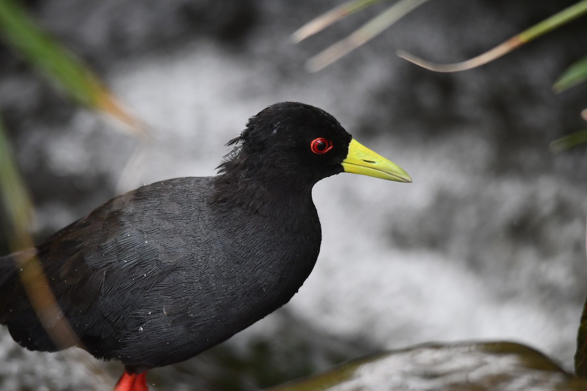 svartrikse - ML646543089