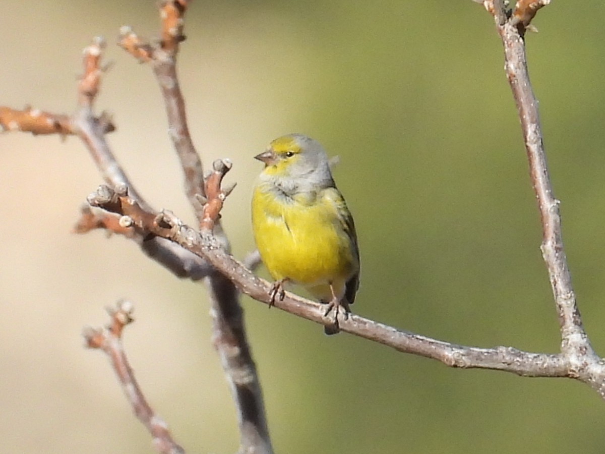 Citril Finch - ML646543091