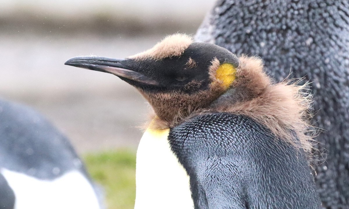 Kral Penguen - ML646543092