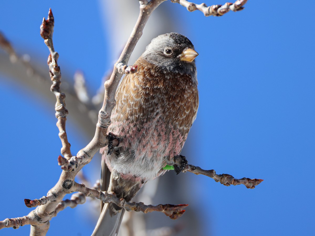 Pinzón Montano Nuquigrís (littoralis) - ML646543093