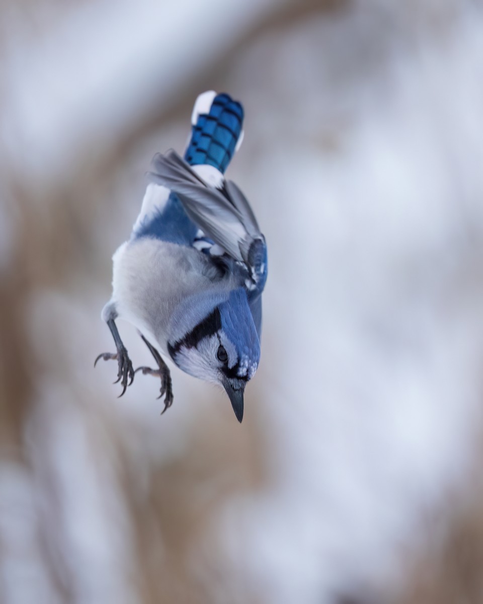 Blue Jay - ML646543094
