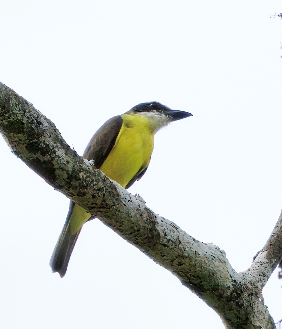 Пітанга-великодзьоб - ML646543096