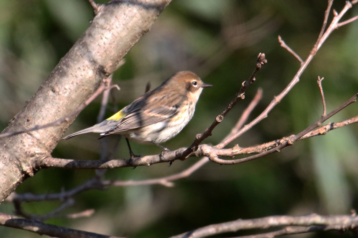 lesňáček žlutoskvrnný - ML646543097