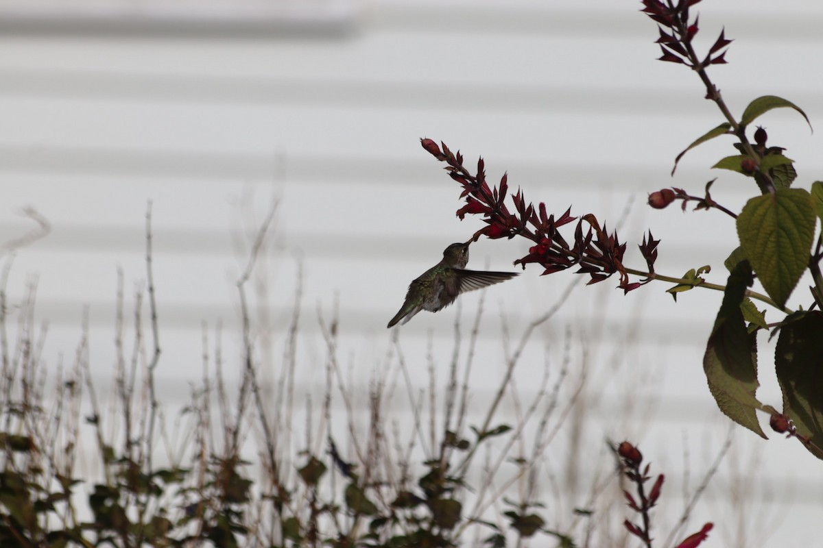 Black-chinned Hummingbird - ML646543098