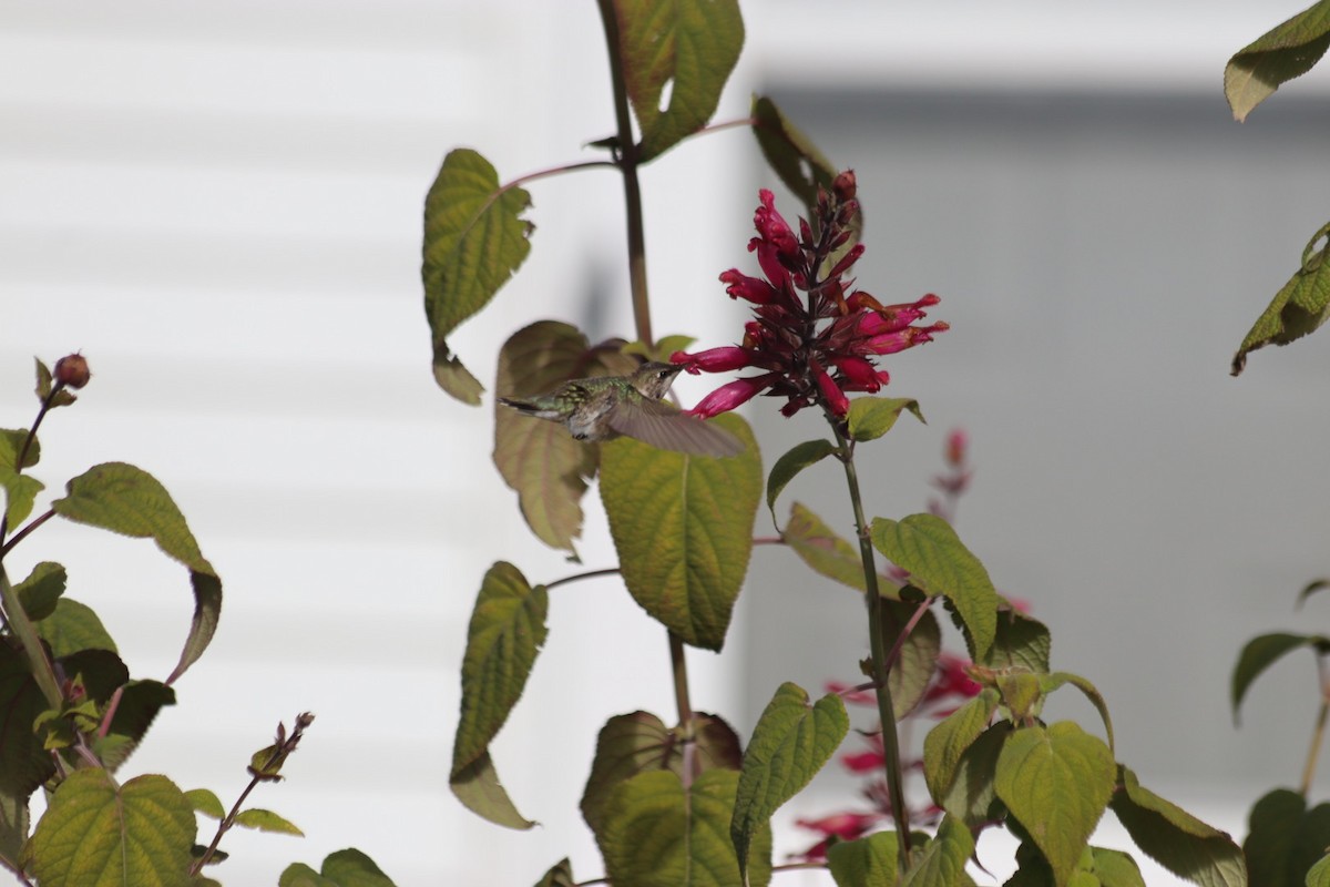 Black-chinned Hummingbird - ML646543100