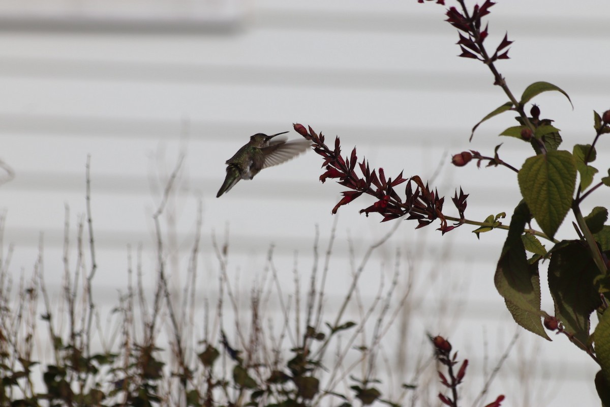 Black-chinned Hummingbird - ML646543101