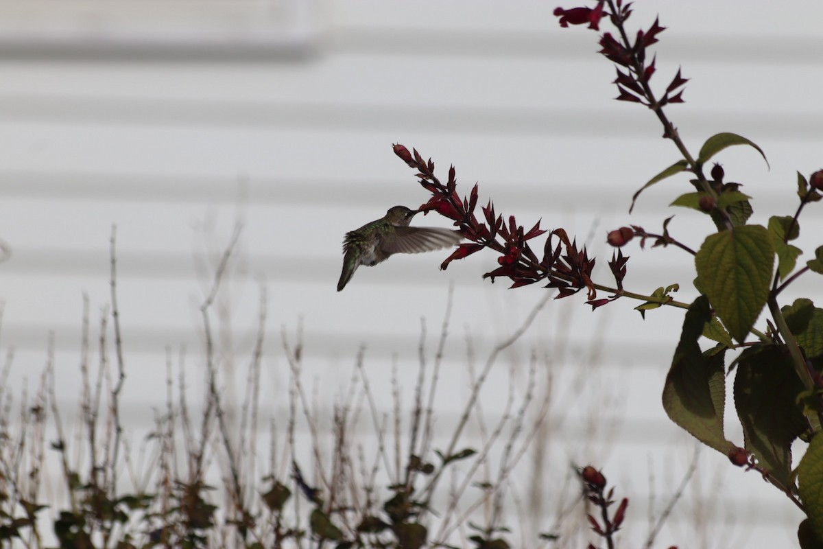 Black-chinned Hummingbird - ML646543102