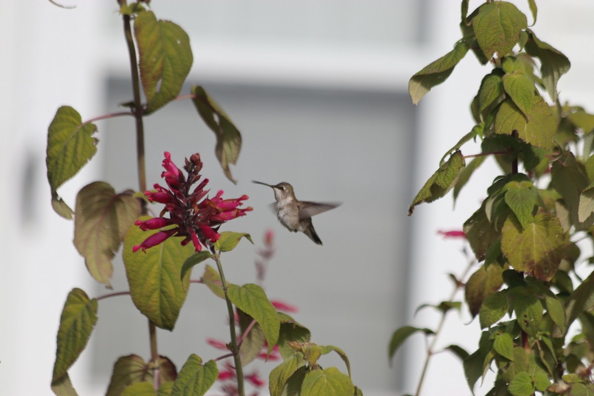 Black-chinned Hummingbird - ML646543103