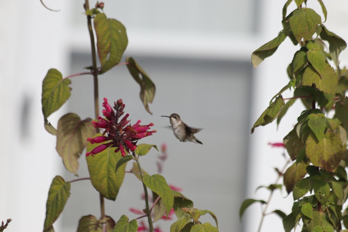 Black-chinned Hummingbird - ML646543105