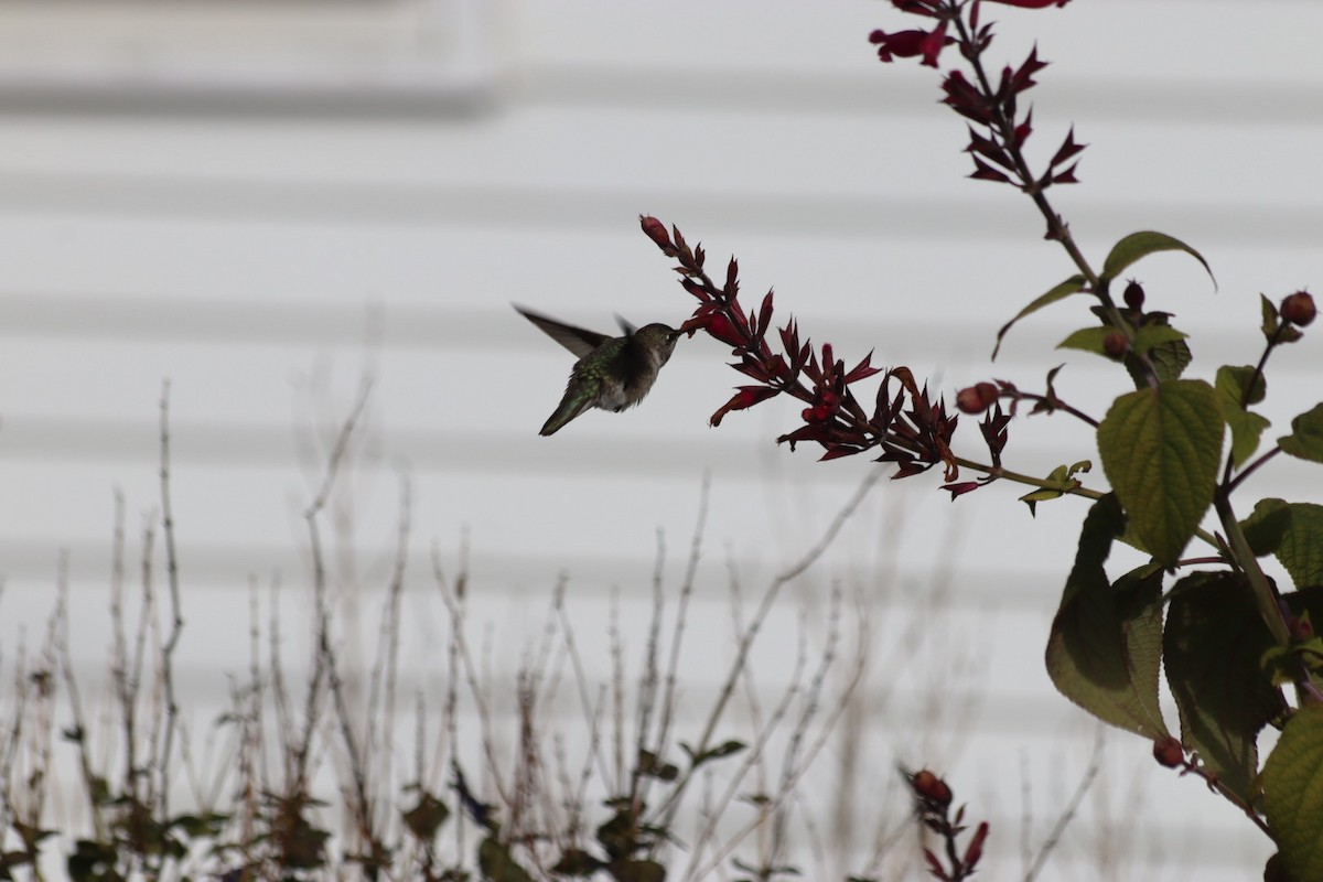 Black-chinned Hummingbird - ML646543106