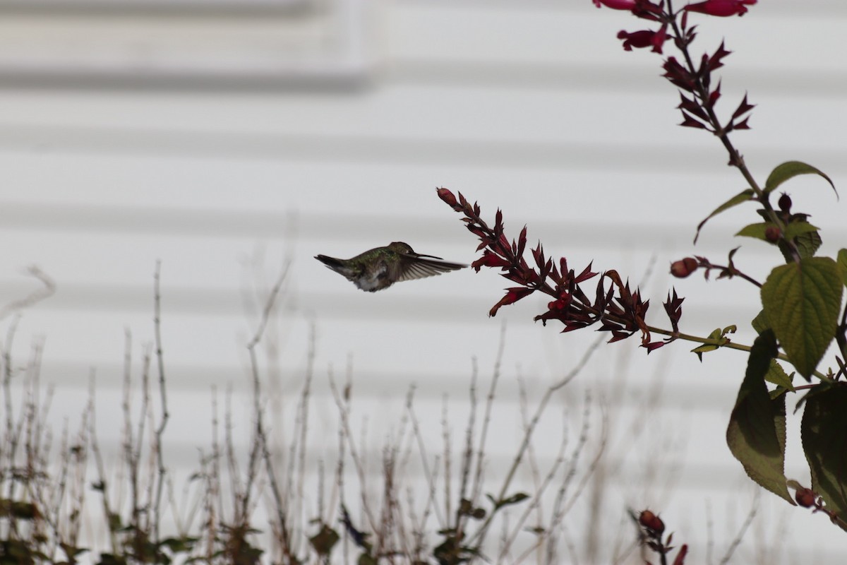 Black-chinned Hummingbird - ML646543107