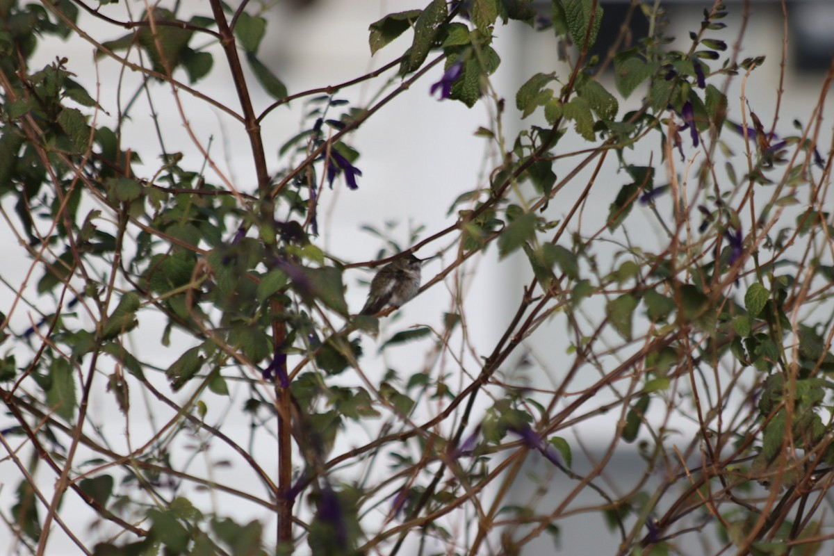 Black-chinned Hummingbird - ML646543109