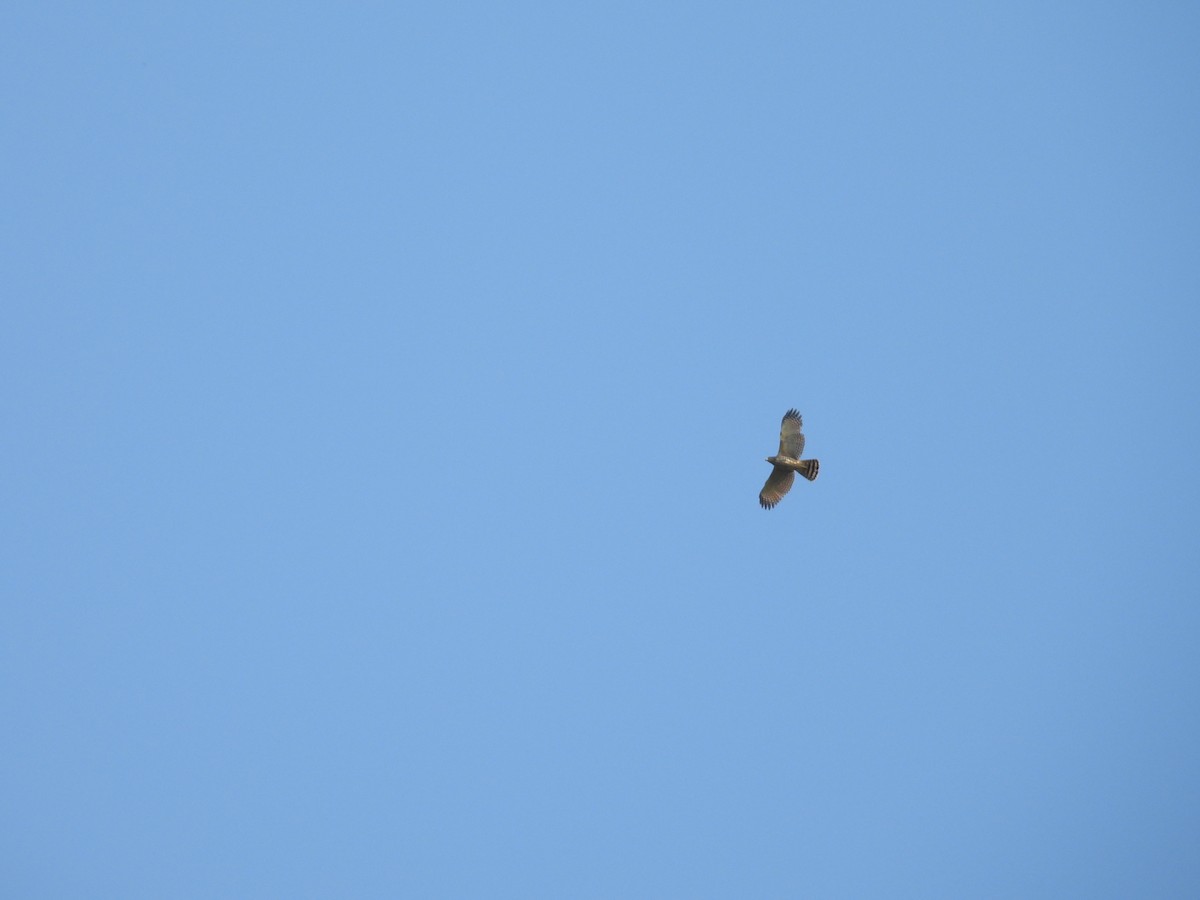 Roadside Hawk - ML646543110