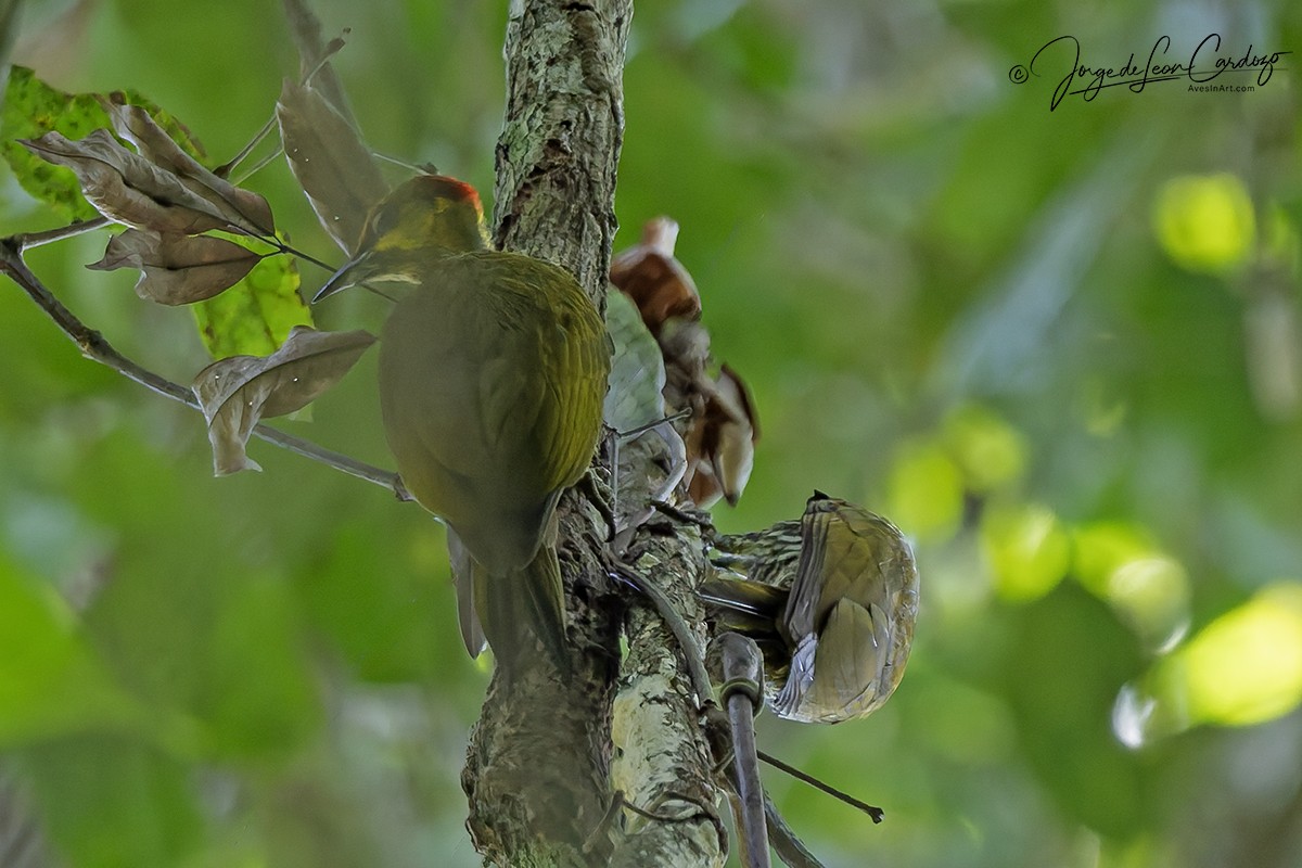 Yellow-throated Woodpecker - ML646543111