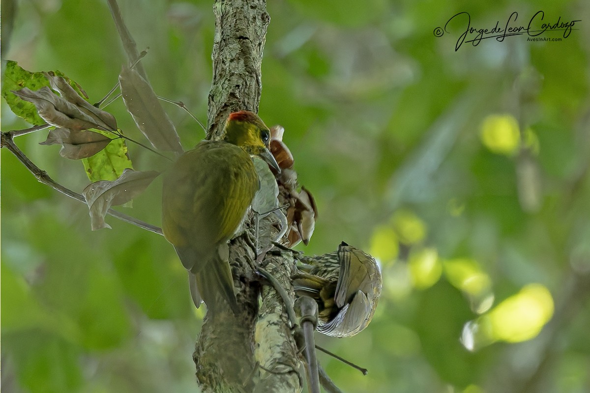 Yellow-throated Woodpecker - ML646543112
