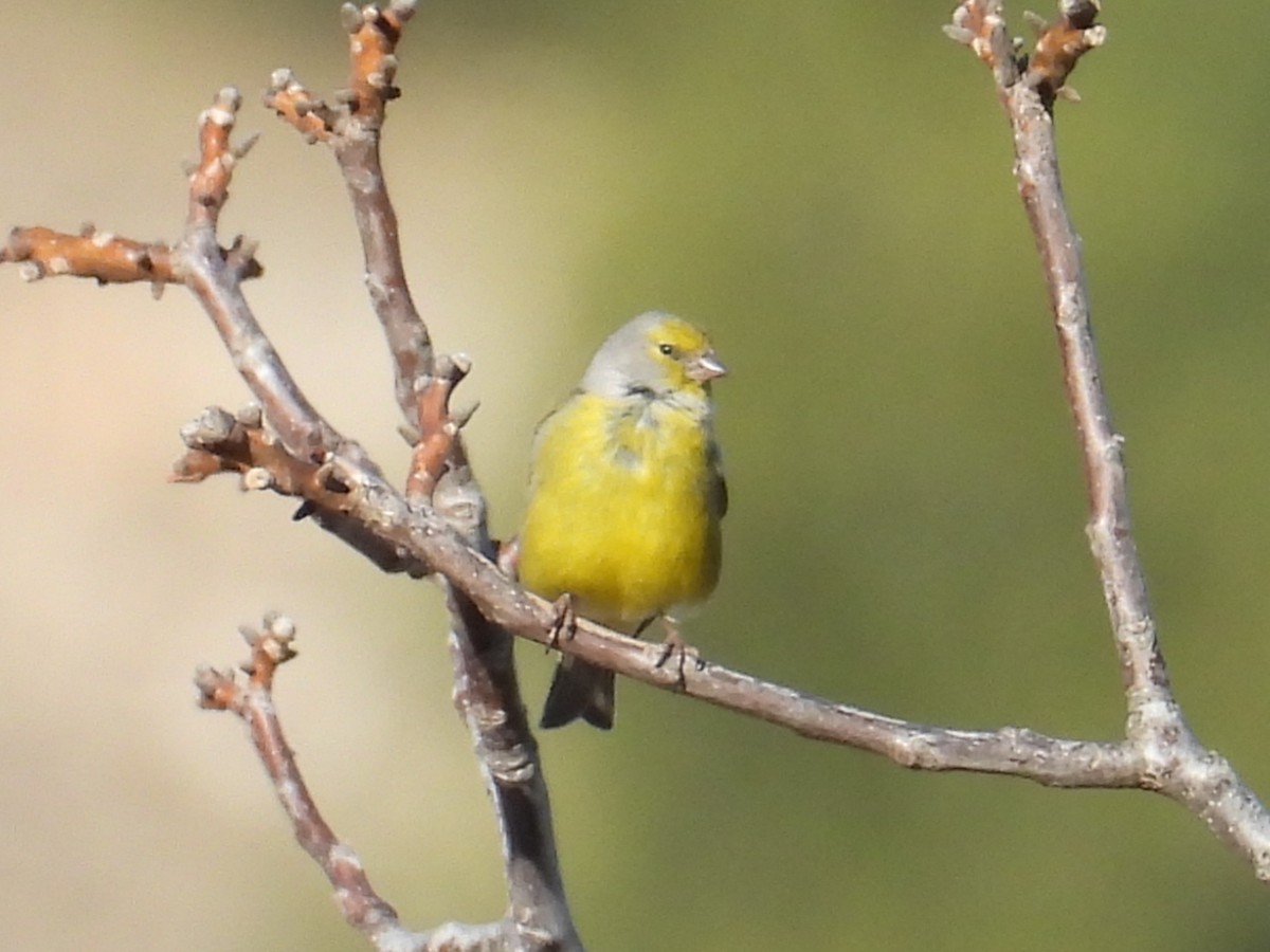 Citril Finch - ML646543115