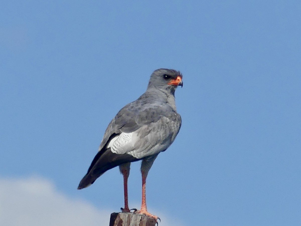 Тёмный певчий ястреб - ML646543116