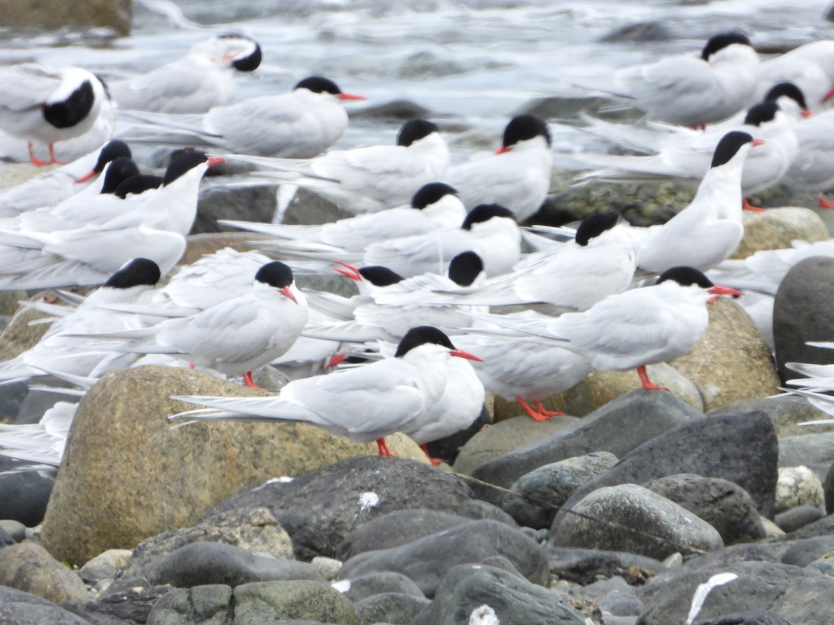 svaleterne - ML646543118