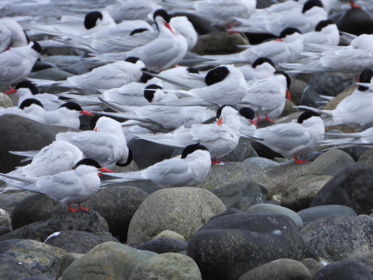 svaleterne - ML646543119