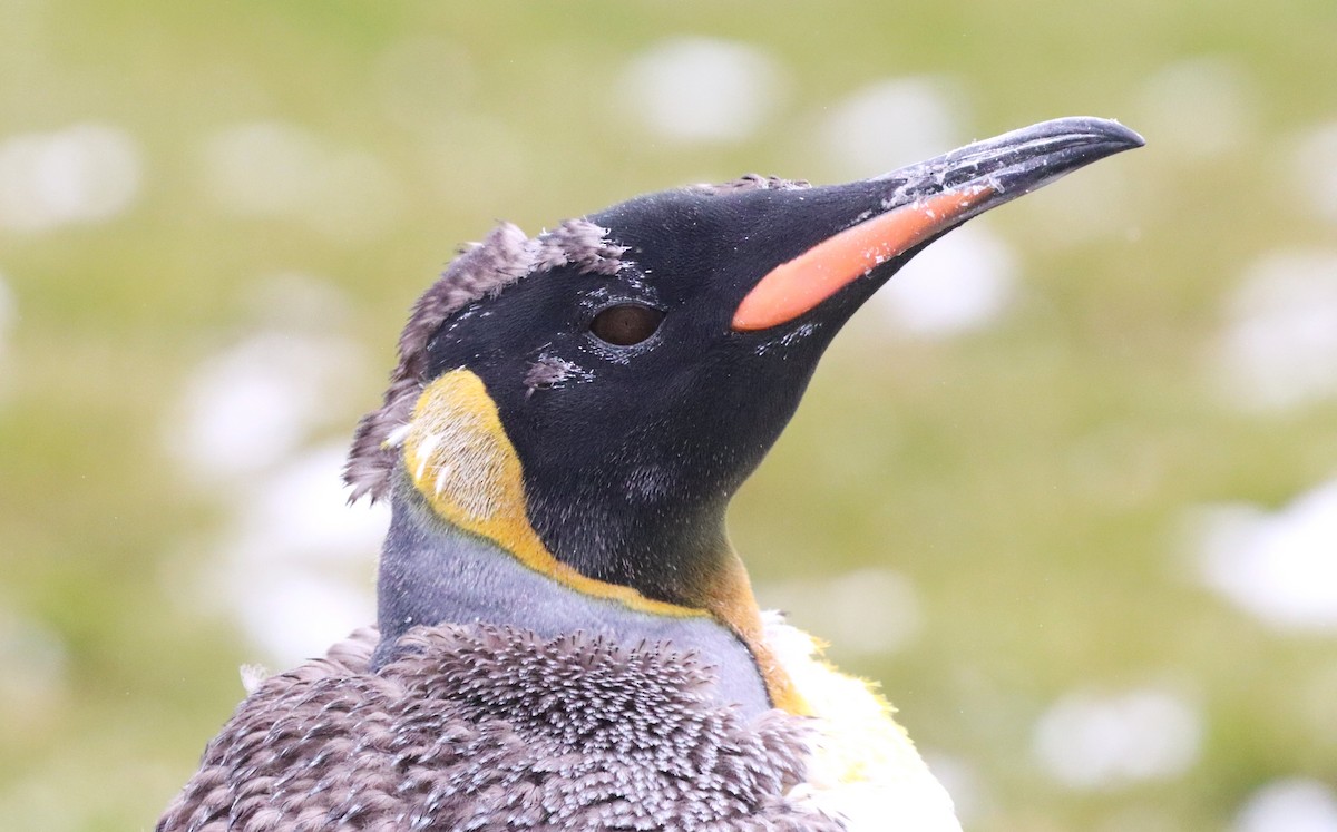 Kral Penguen - ML646543120