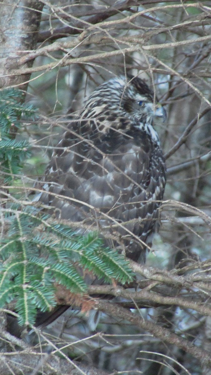 American Goshawk - ML646543121