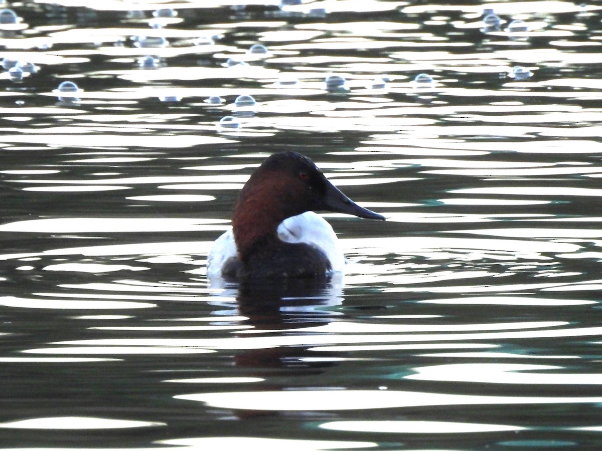 Canvasback - ML646543122