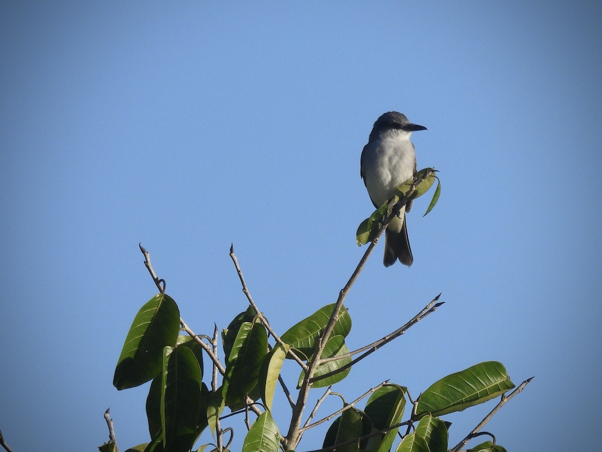 Graukönigstyrann - ML646543123