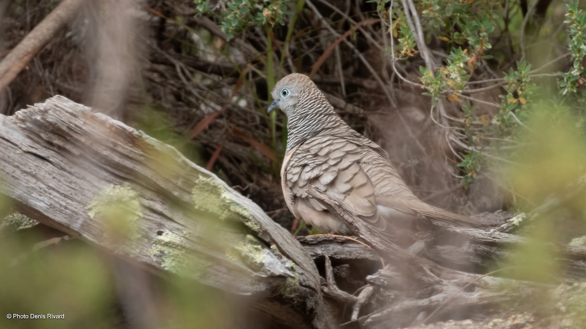 Peaceful Dove - ML646543125