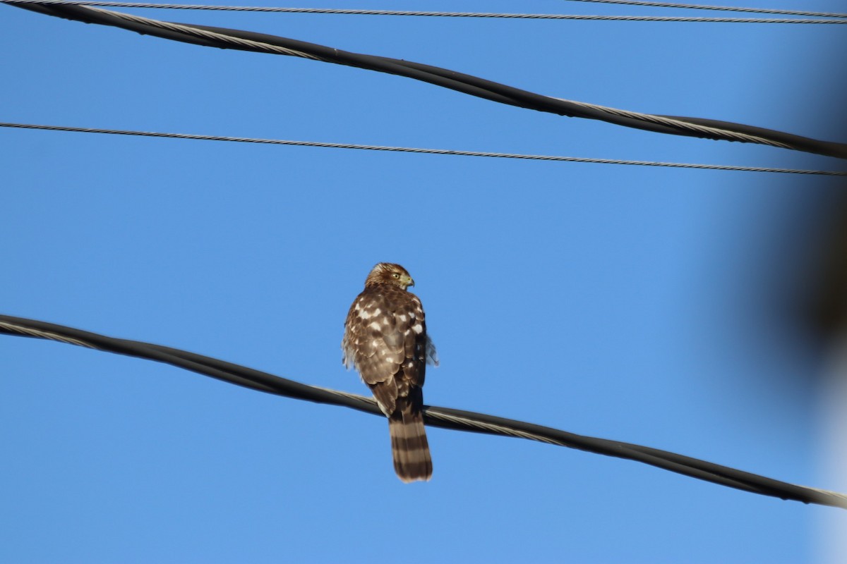 Cooper's Hawk - ML646543127