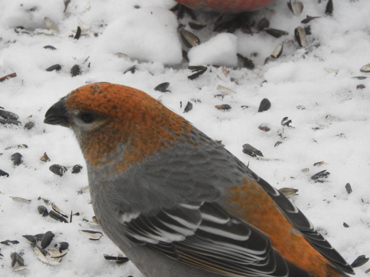 Pinu-gailupa - ML646543128