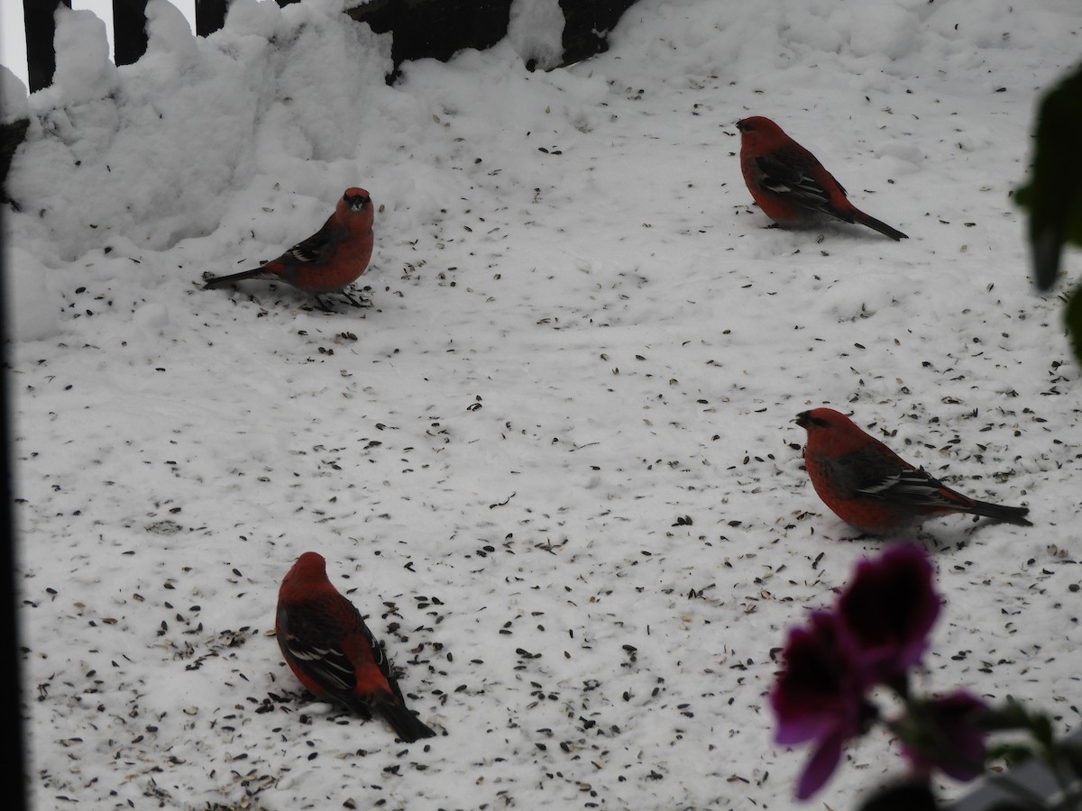 Pinu-gailupa - ML646543129