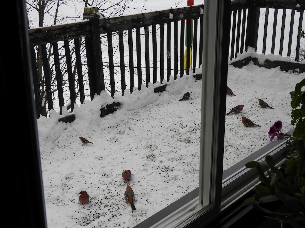 Hakengimpel - ML646543130