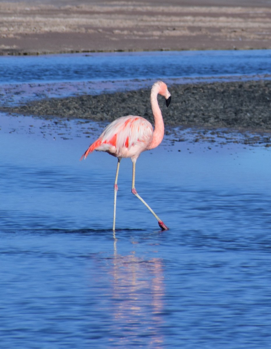 chileflamingo - ML646543132
