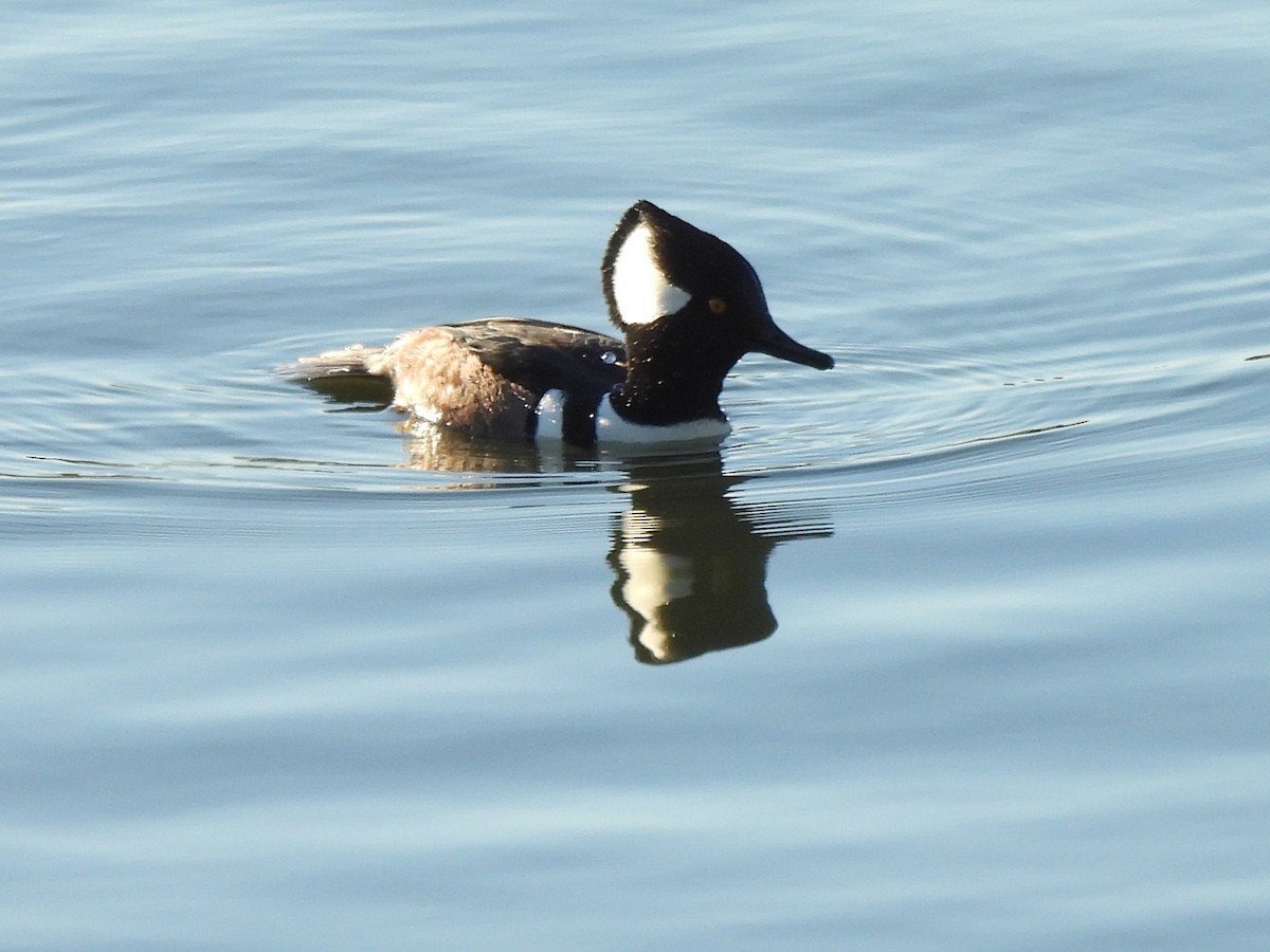 Hooded Merganser - ML646543135