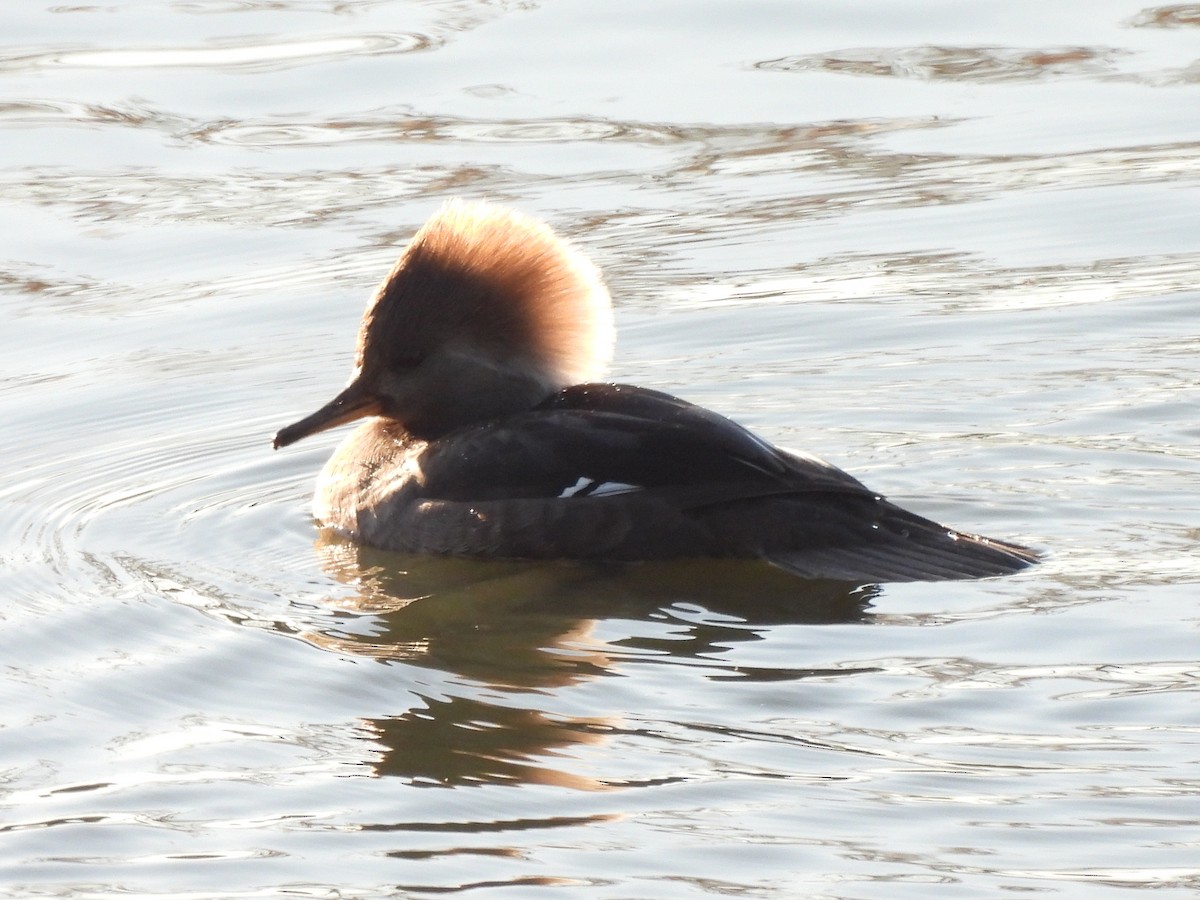 Hooded Merganser - ML646543136