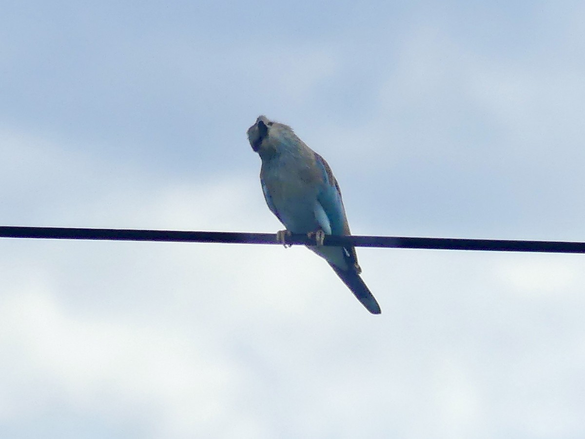 Сизоворонка - ML646543137