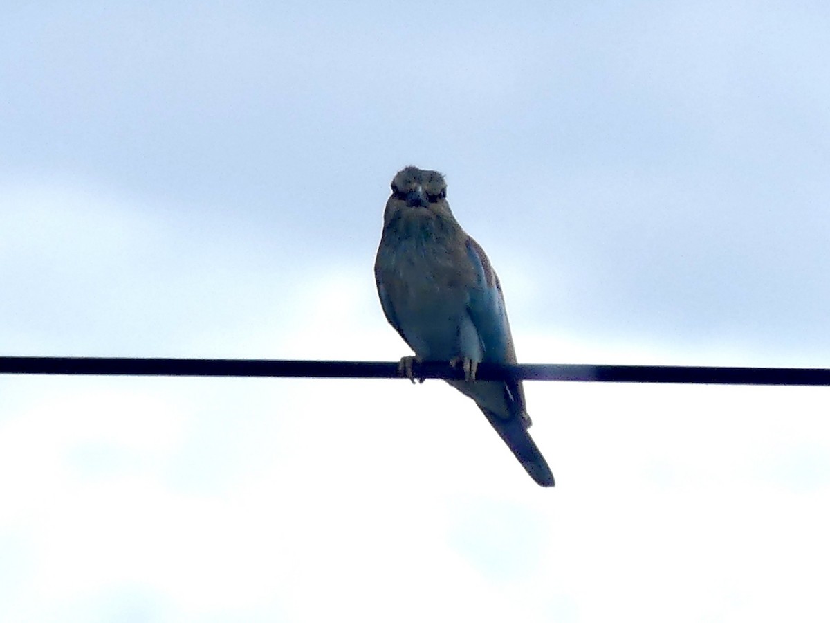 Сизоворонка - ML646543138