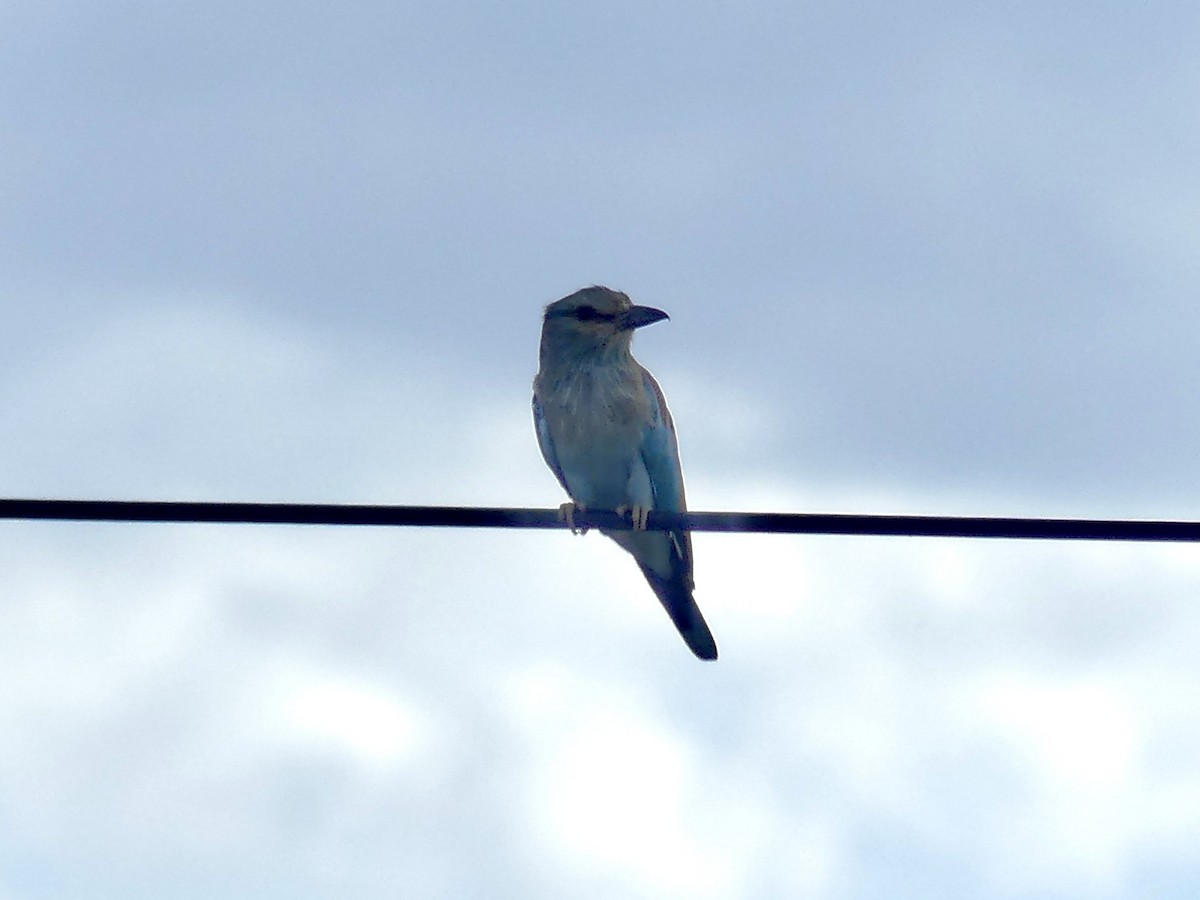 Сизоворонка - ML646543139