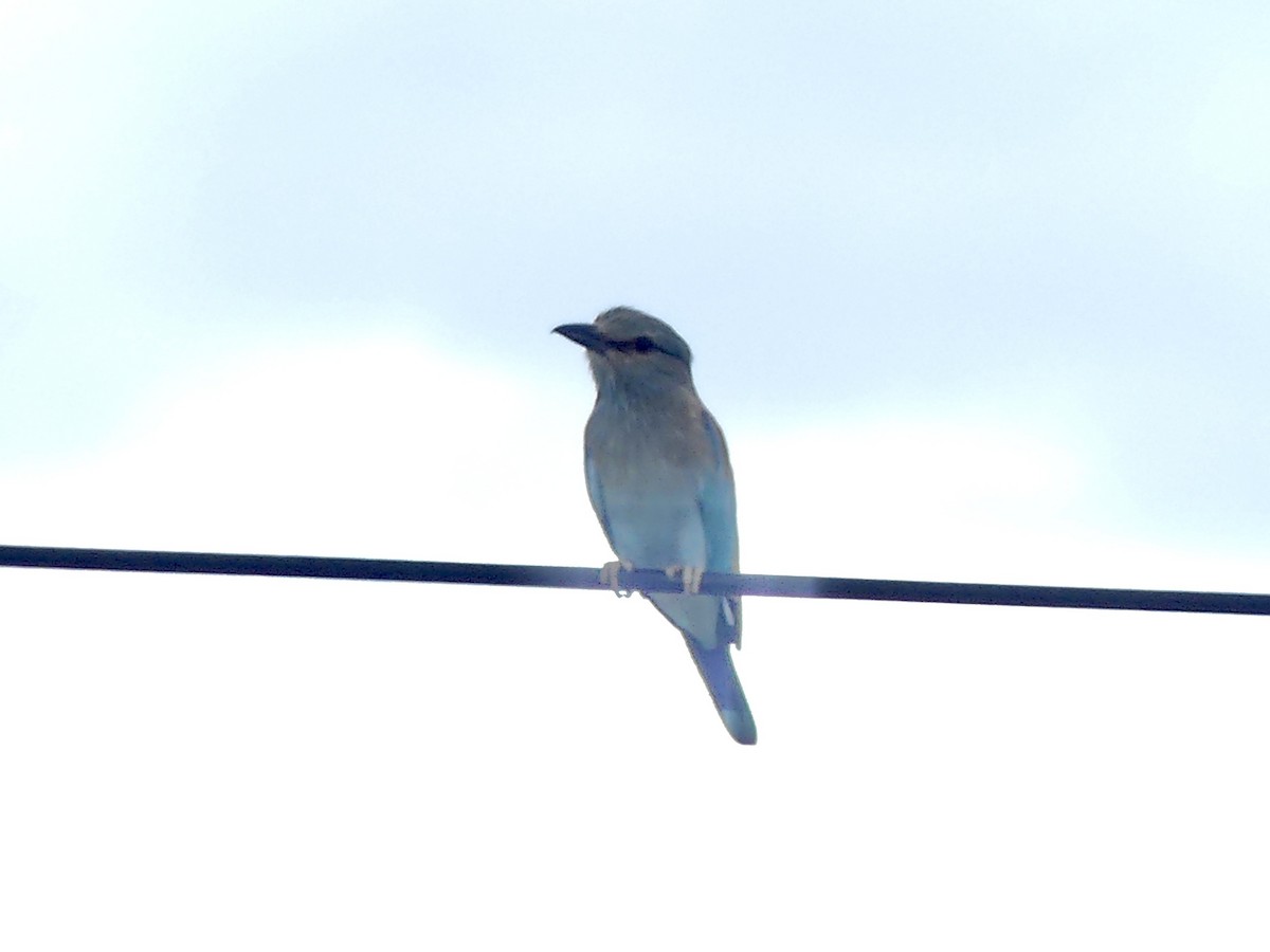 Сизоворонка - ML646543140