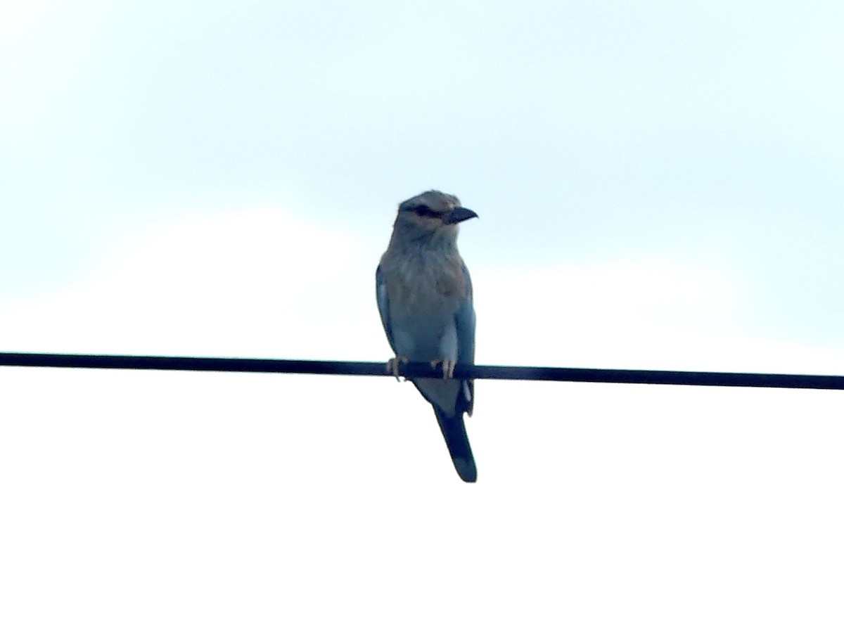 Сизоворонка - ML646543141