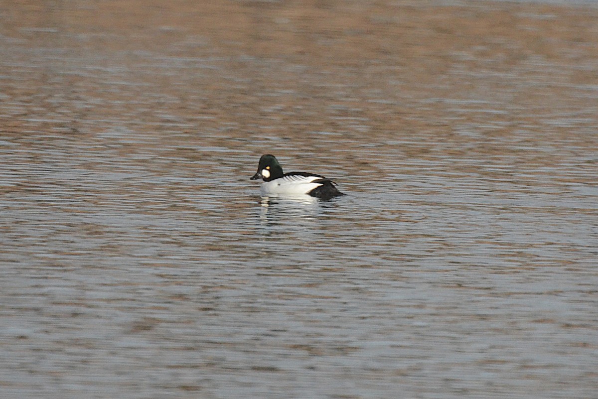 Schellente - ML646543142