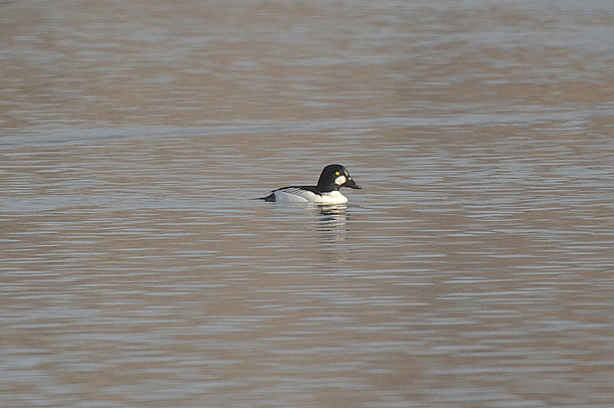 Schellente - ML646543143