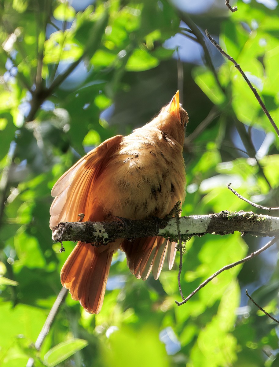 Summer Tanager - ML646543144