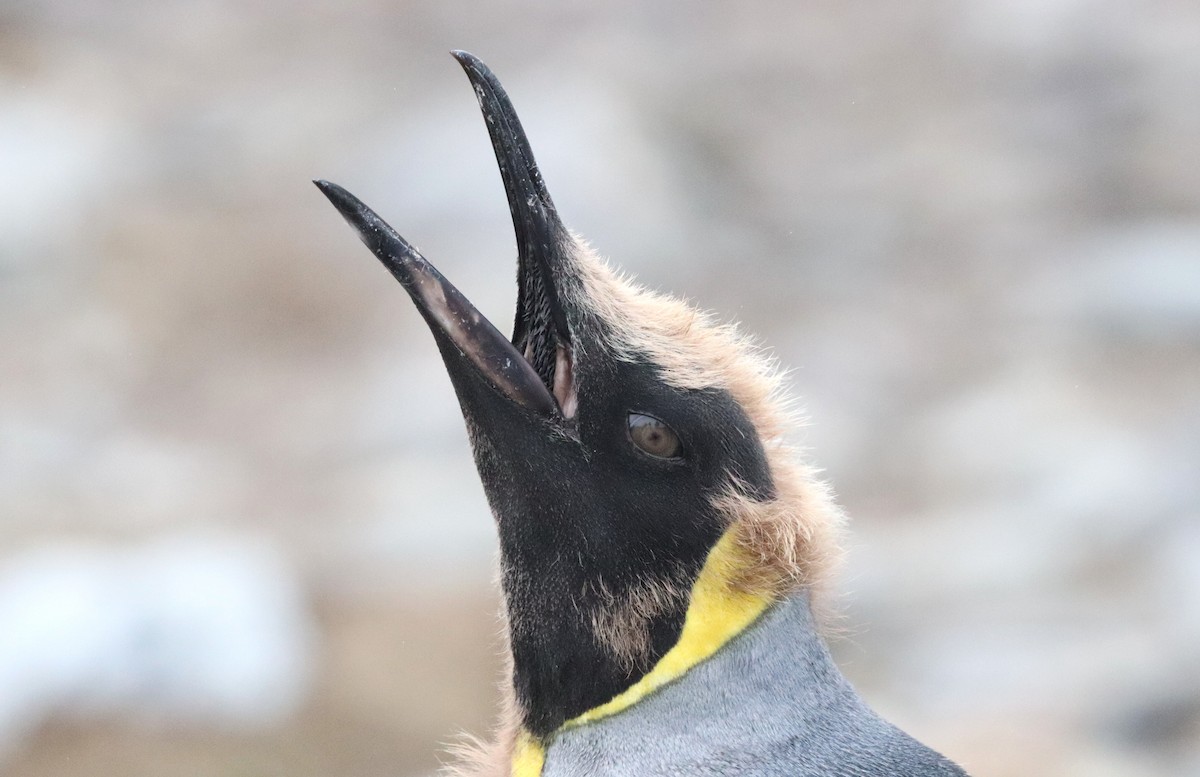 Kral Penguen - ML646543145