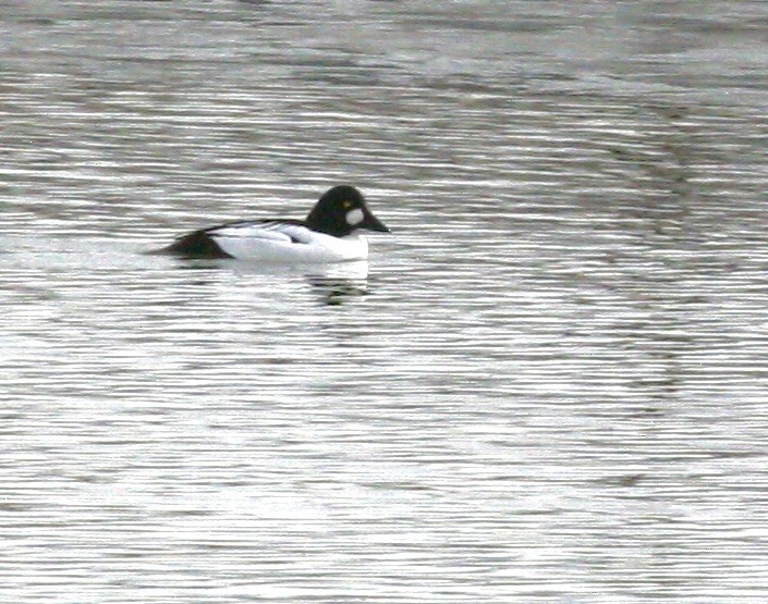 Common Goldeneye - ML646543146