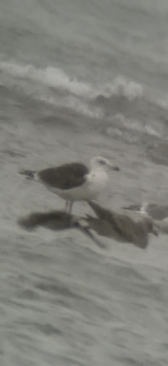 Great Black-backed Gull - ML646543147